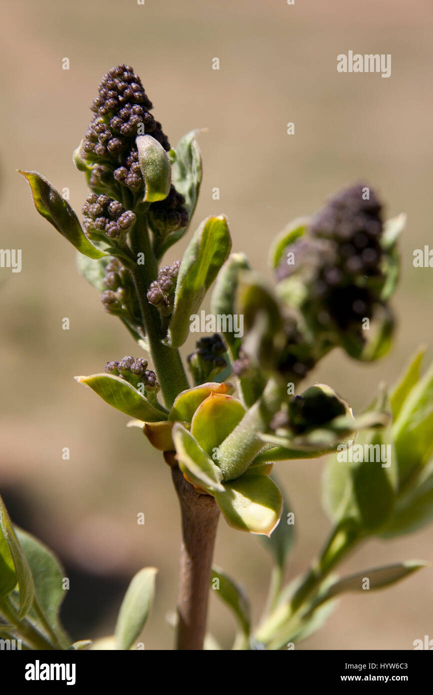 Detail Pictures Of Lilac Buds Nomer 9