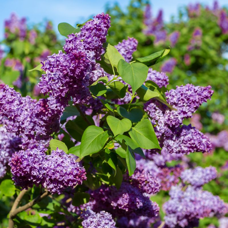 Detail Pictures Of Lilac Flowers Nomer 16