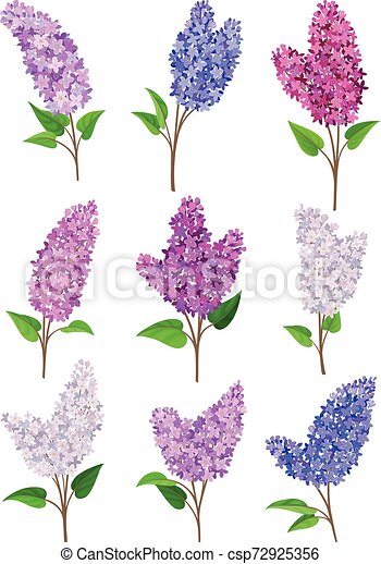 Detail Pictures Of Lilac Flowers Nomer 20