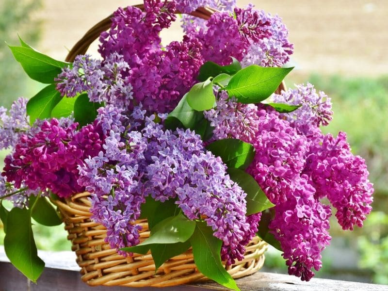 Detail Pictures Of Lilac Flowers Nomer 28