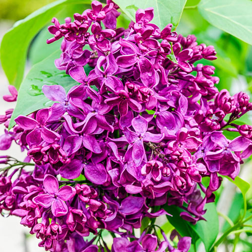 Detail Pictures Of Lilac Flowers Nomer 30