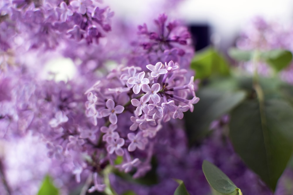 Detail Pictures Of Lilac Flowers Nomer 31