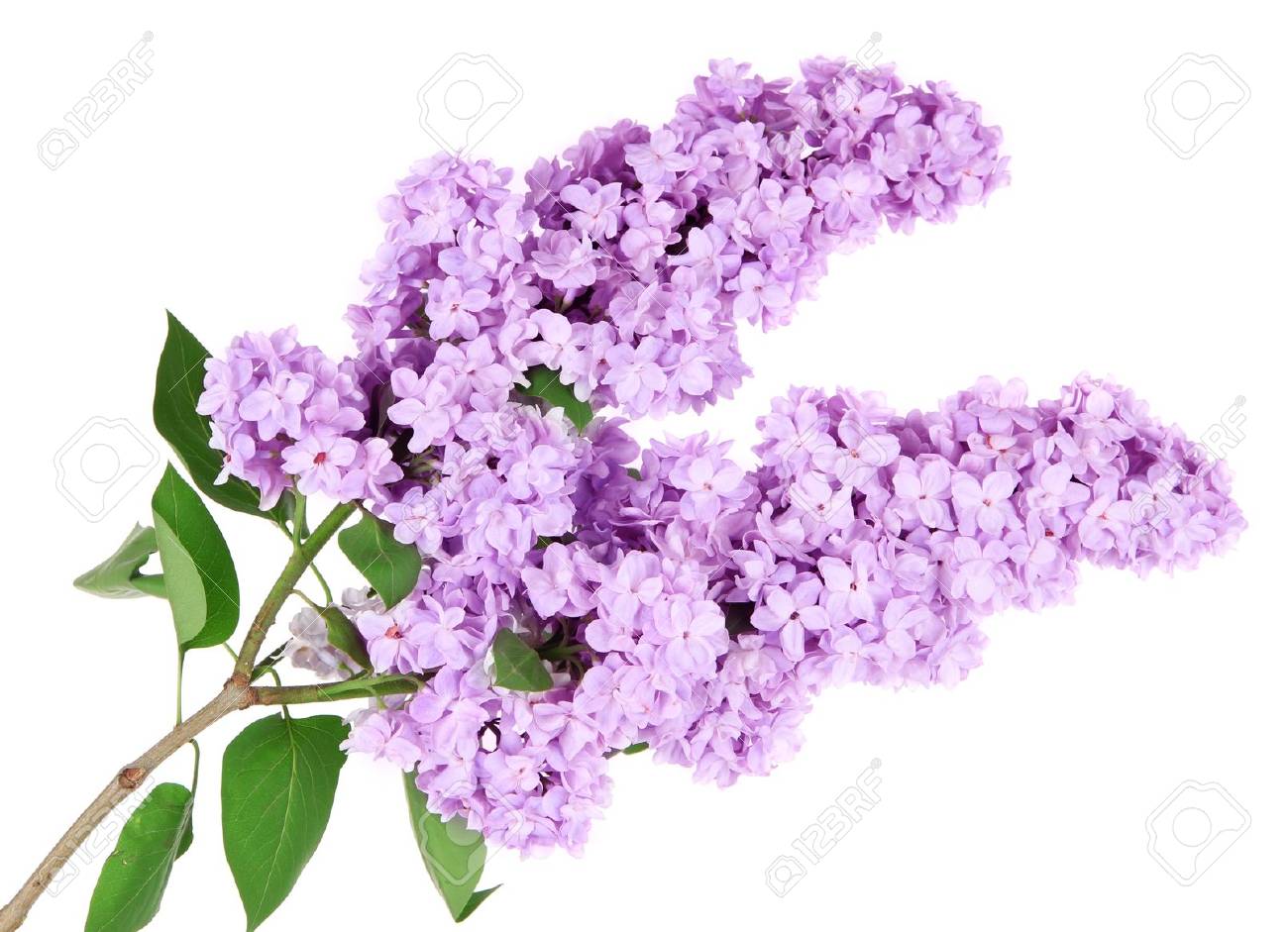 Detail Pictures Of Lilac Flowers Nomer 34