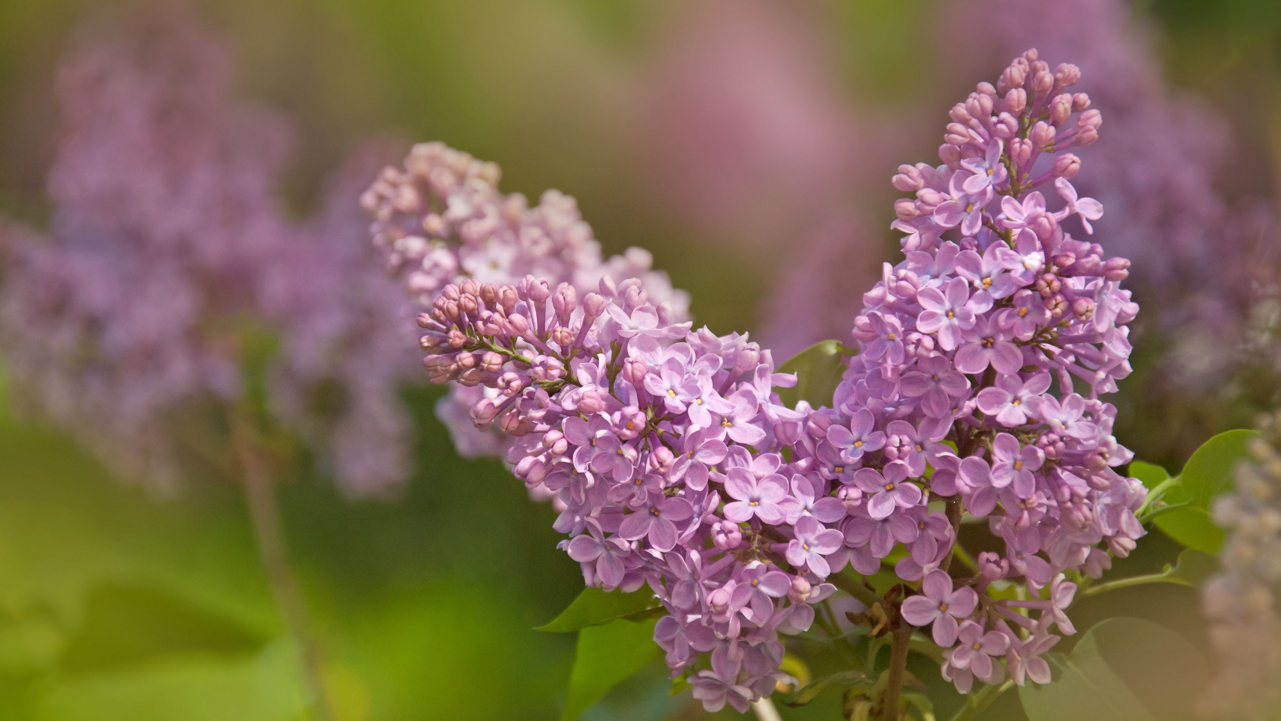 Detail Pictures Of Lilac Flowers Nomer 35