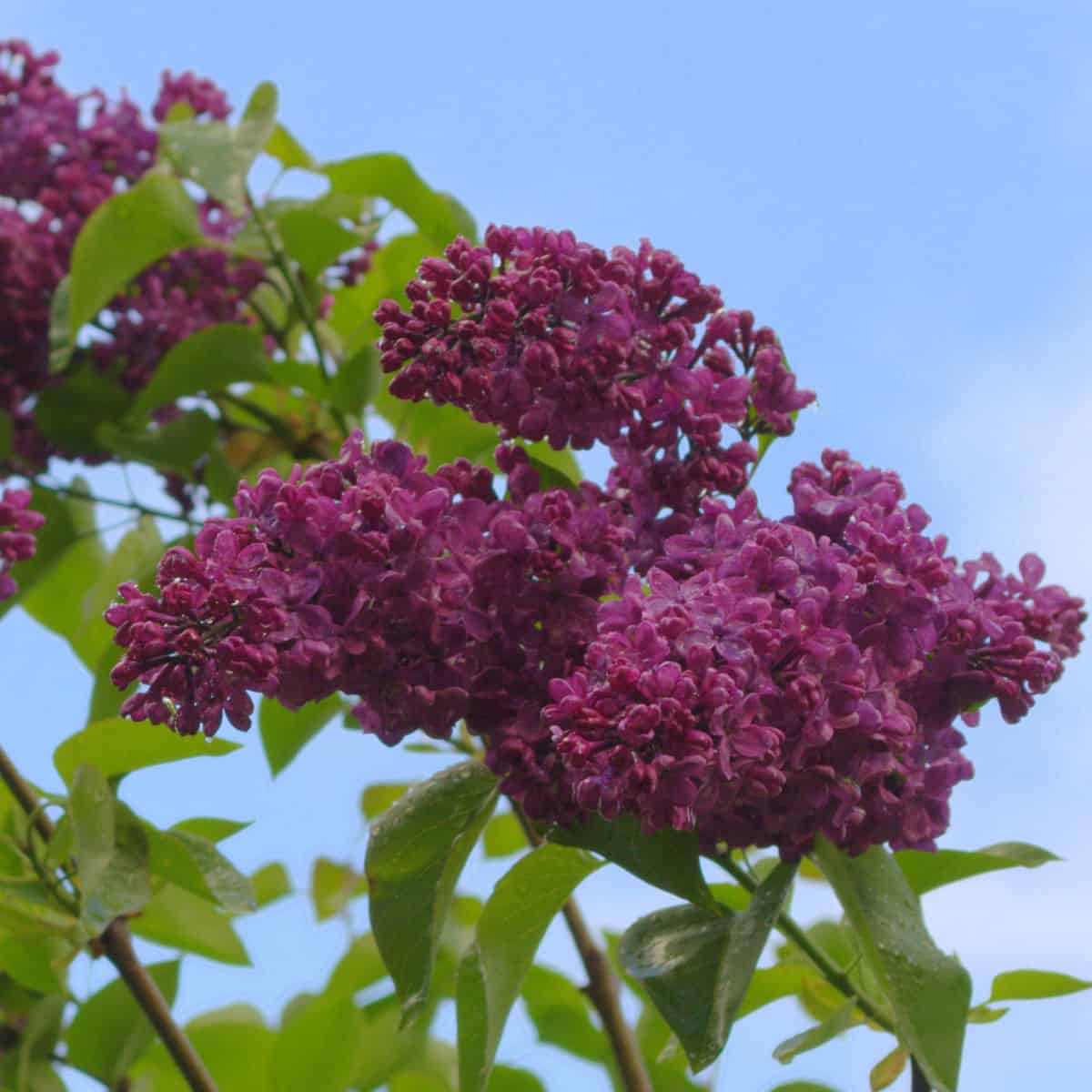 Detail Pictures Of Lilac Flowers Nomer 39