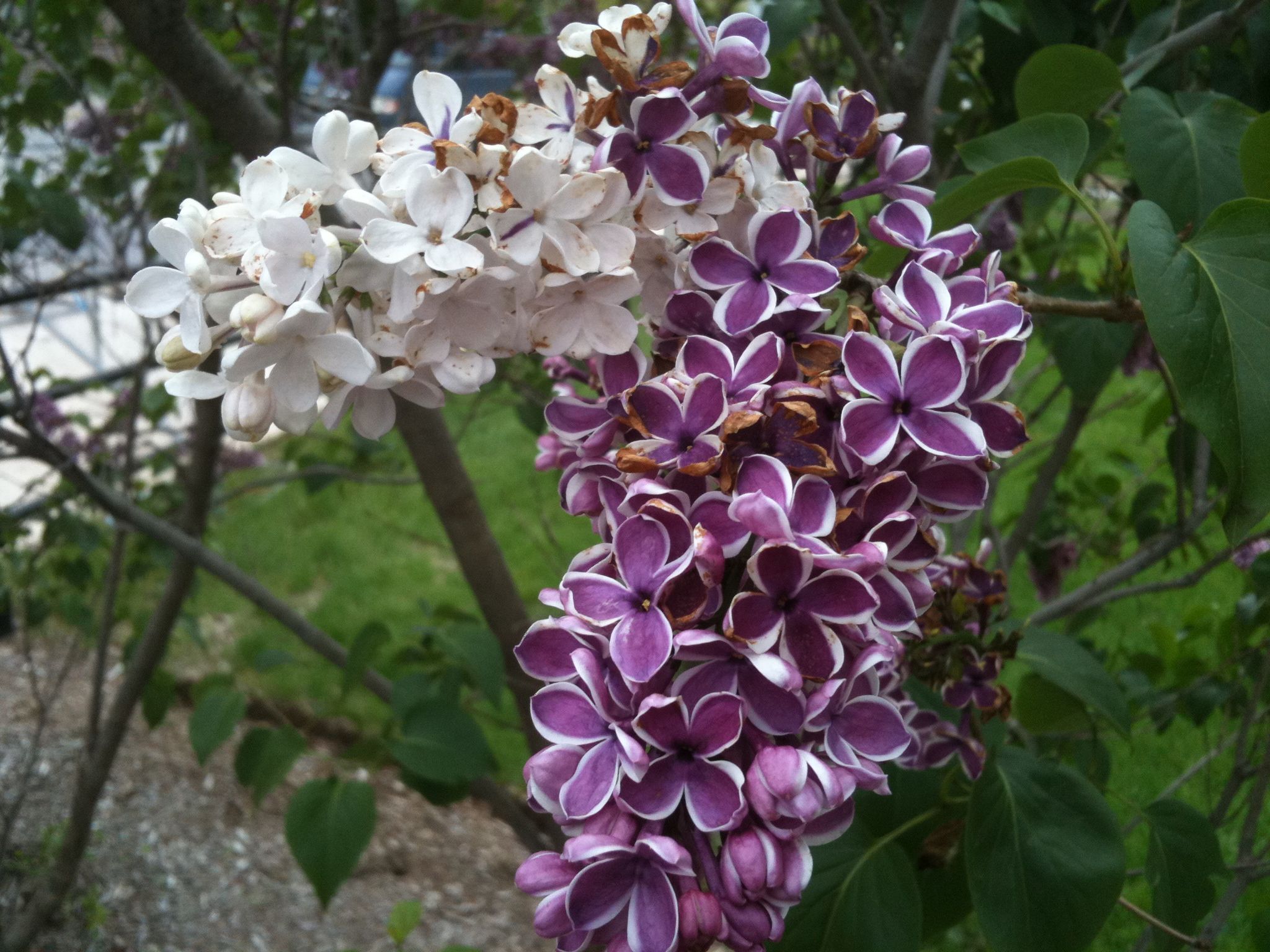 Detail Pictures Of Lilac Flowers Nomer 40