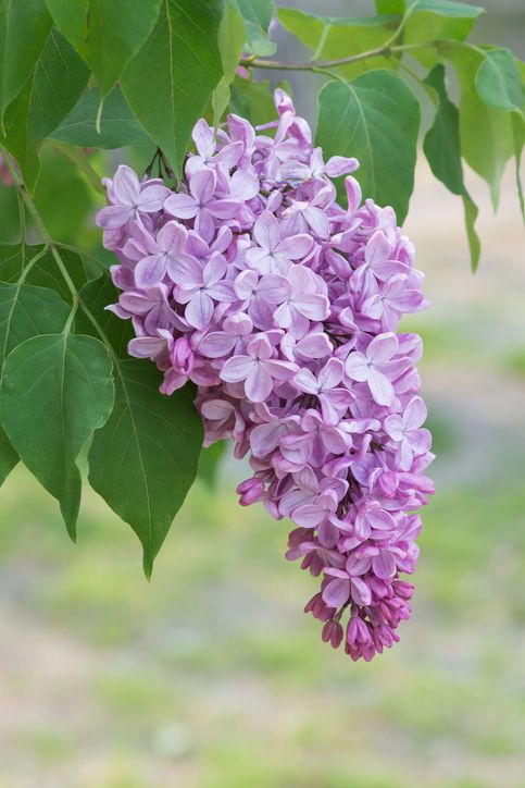 Detail Pictures Of Lilac Flowers Nomer 41