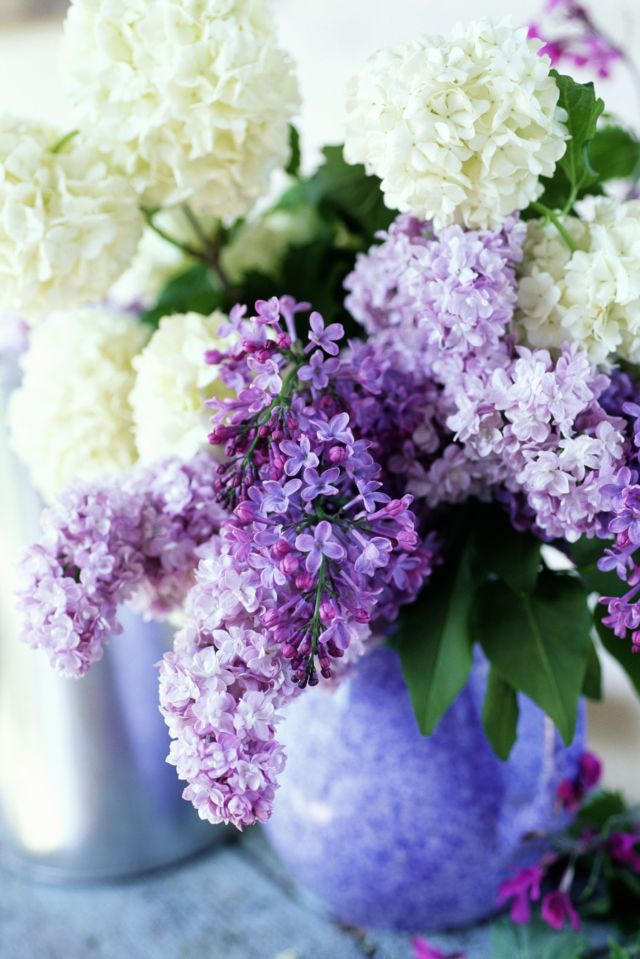 Detail Pictures Of Lilac Flowers Nomer 44