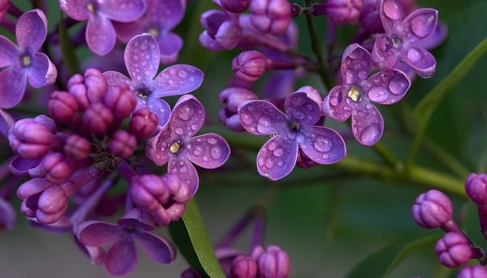 Detail Pictures Of Lilac Flowers Nomer 45
