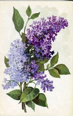 Detail Pictures Of Lilac Flowers Nomer 48