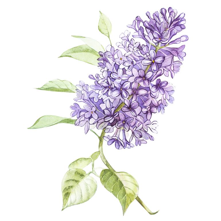 Detail Pictures Of Lilac Flowers Nomer 7