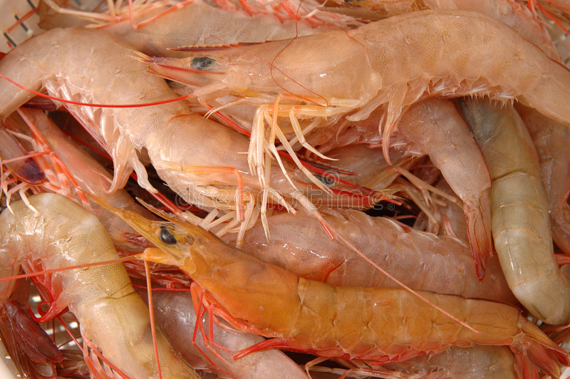 Detail Pictures Of Live Shrimp Nomer 11
