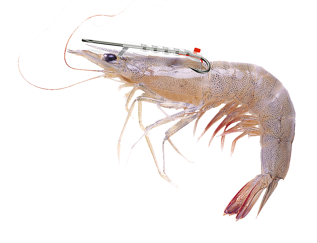 Detail Pictures Of Live Shrimp Nomer 17