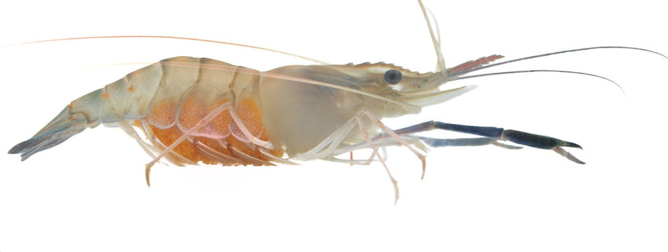 Detail Pictures Of Live Shrimp Nomer 24