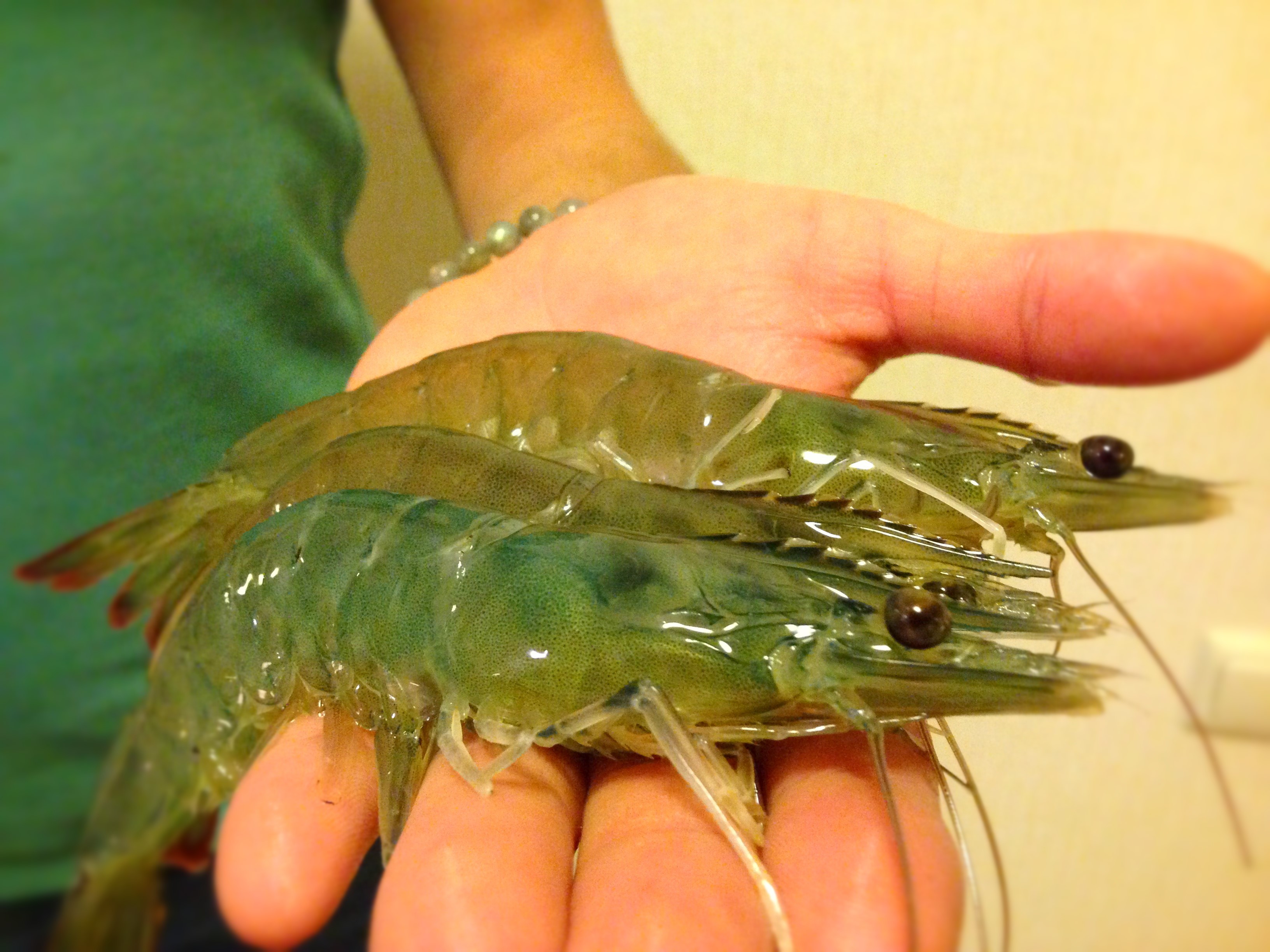 Detail Pictures Of Live Shrimp Nomer 25