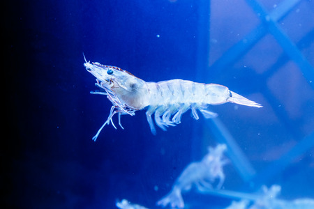 Detail Pictures Of Live Shrimp Nomer 31