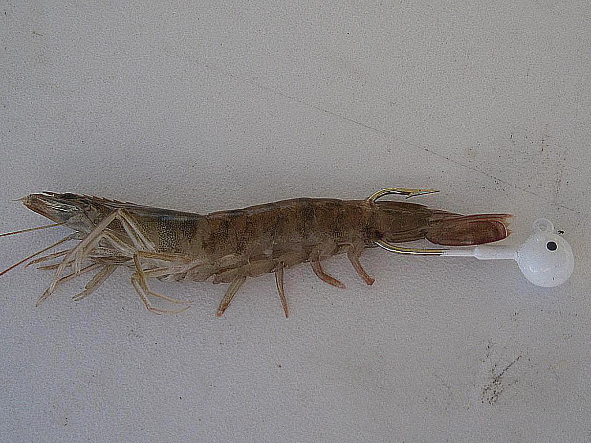 Detail Pictures Of Live Shrimp Nomer 35