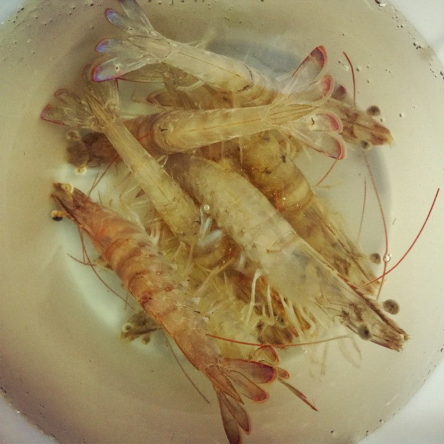 Detail Pictures Of Live Shrimp Nomer 37