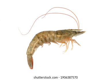 Detail Pictures Of Live Shrimp Nomer 52