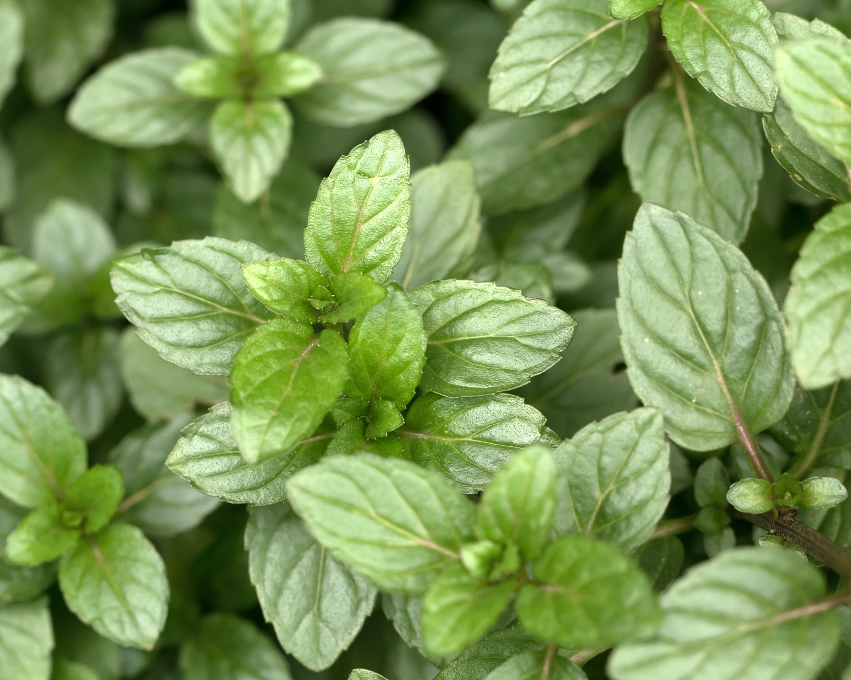 Detail Pictures Of Mint Plant Nomer 8