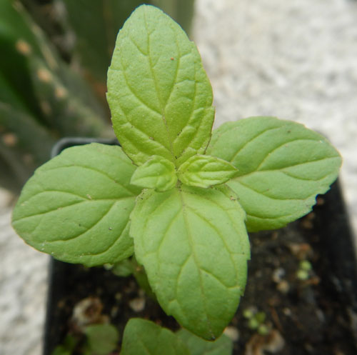 Detail Pictures Of Mint Plant Nomer 17