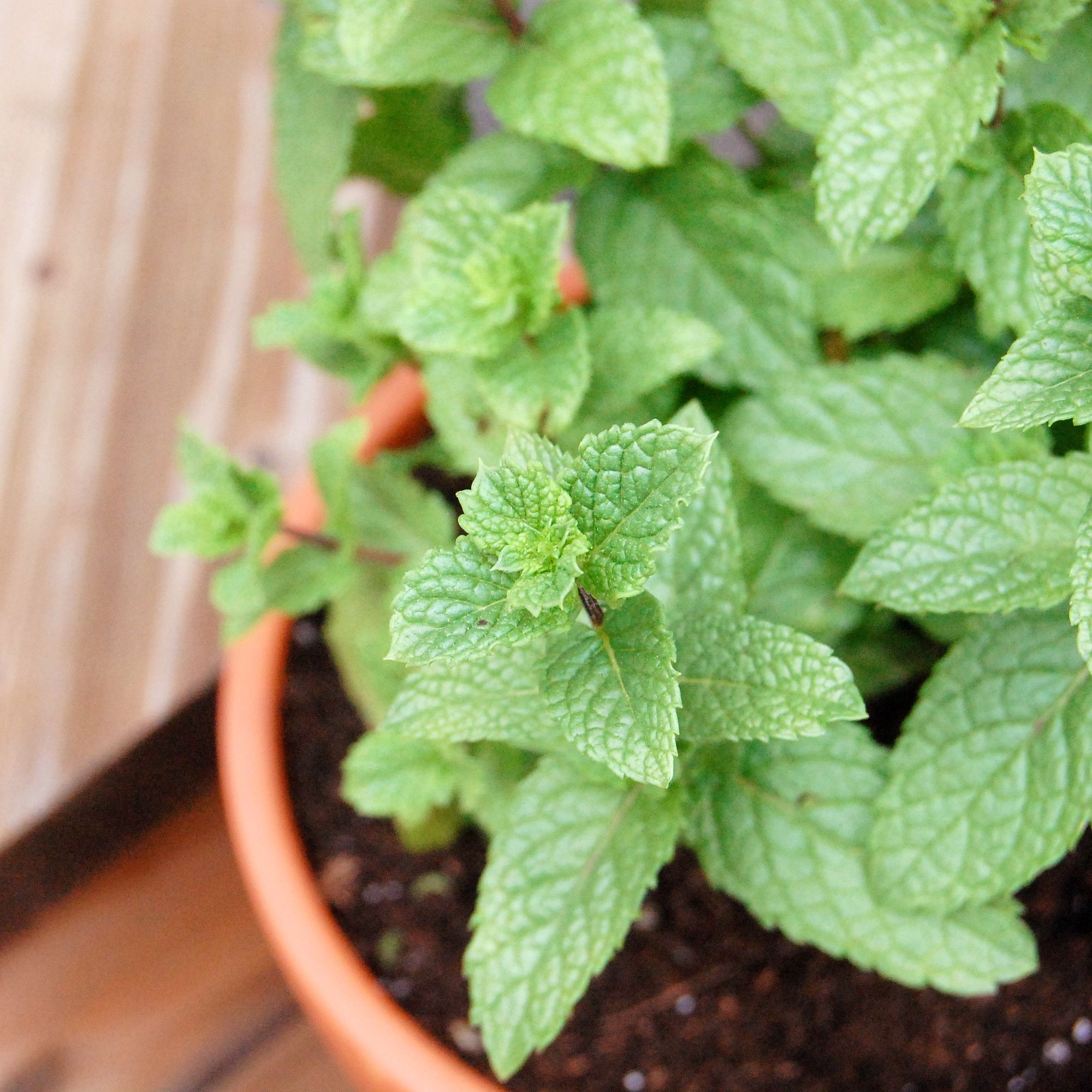 Detail Pictures Of Mint Plant Nomer 23