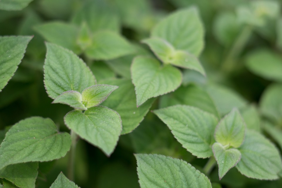 Detail Pictures Of Mint Plant Nomer 26