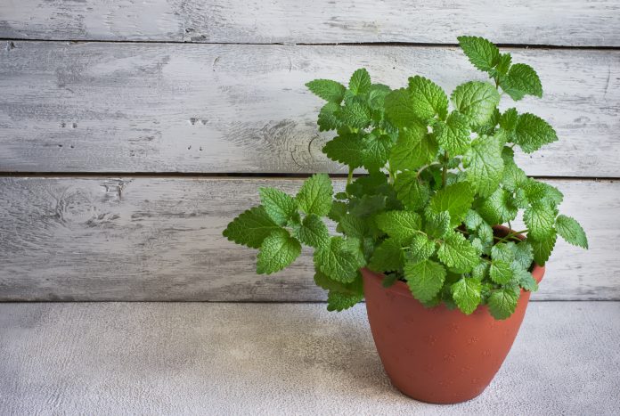 Detail Pictures Of Mint Plant Nomer 41