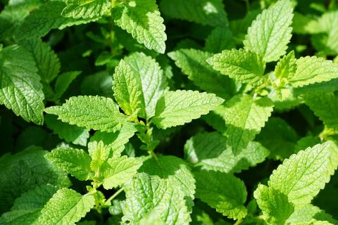 Detail Pictures Of Mint Plant Nomer 7