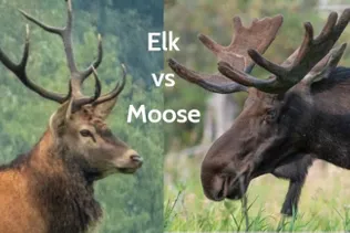 Detail Pictures Of Moose And Elk Nomer 5
