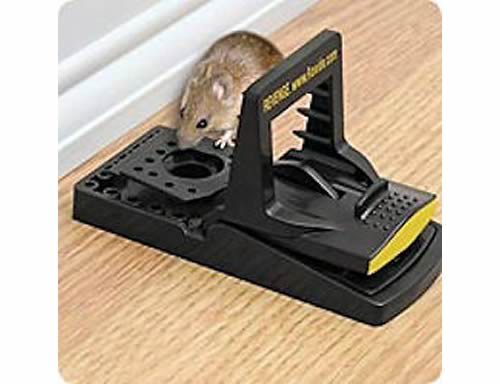 Detail Pictures Of Mouse Traps Nomer 2