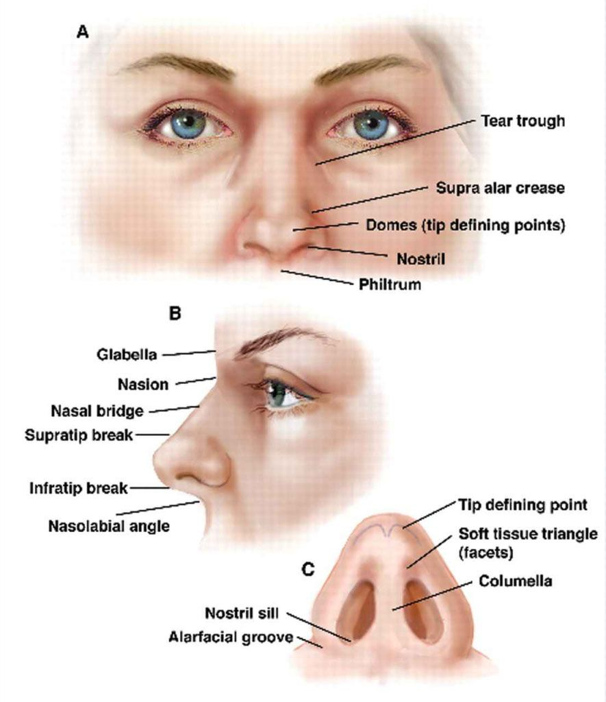 Detail Pictures Of Nostrils Nomer 8