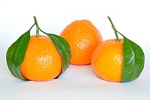 Detail Pictures Of Orange Nomer 31