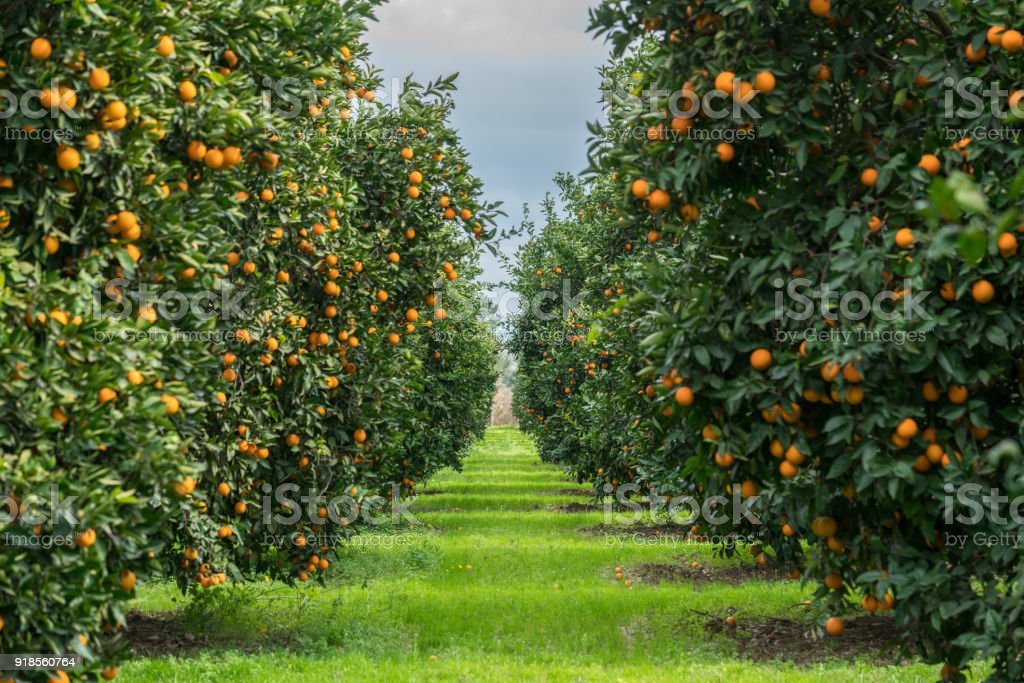 Detail Pictures Of Orange Trees Nomer 12