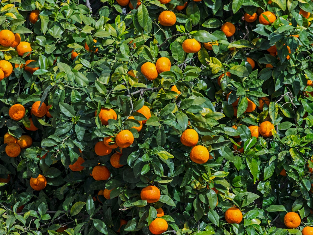 Detail Pictures Of Orange Trees Nomer 15