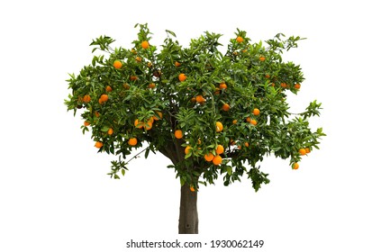 Detail Pictures Of Orange Trees Nomer 16