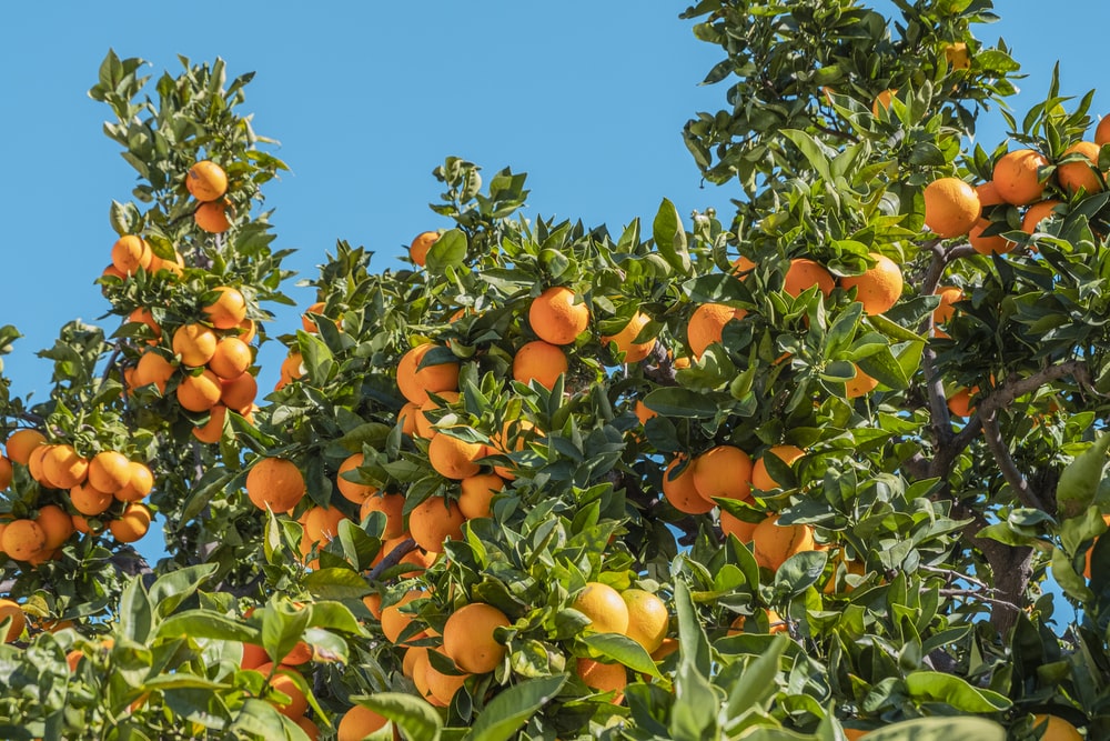 Pictures Of Orange Trees - KibrisPDR