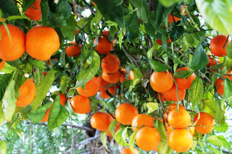 Detail Pictures Of Orange Trees Nomer 17