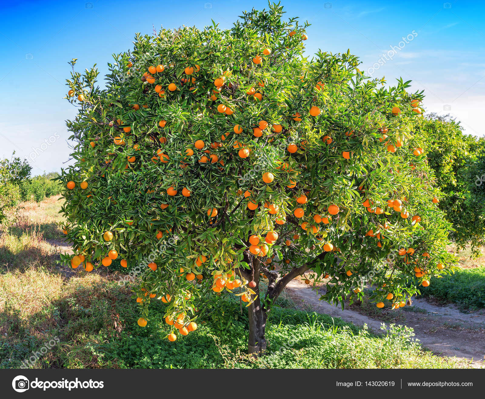 Detail Pictures Of Orange Trees Nomer 21