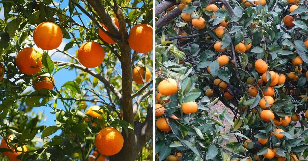 Detail Pictures Of Orange Trees Nomer 23