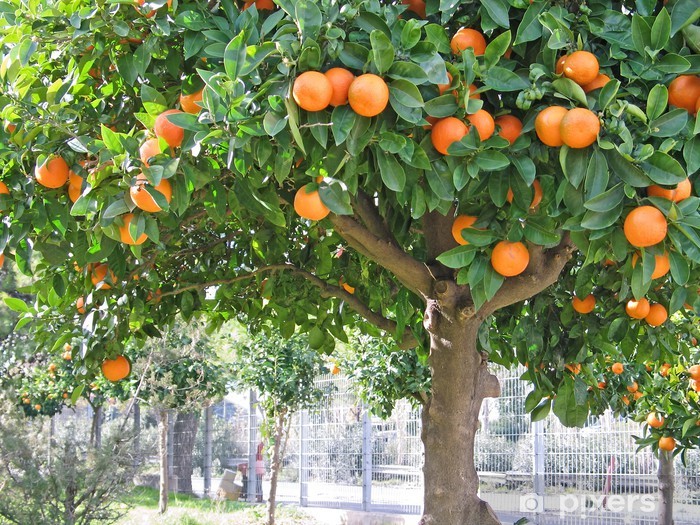 Detail Pictures Of Orange Trees Nomer 24