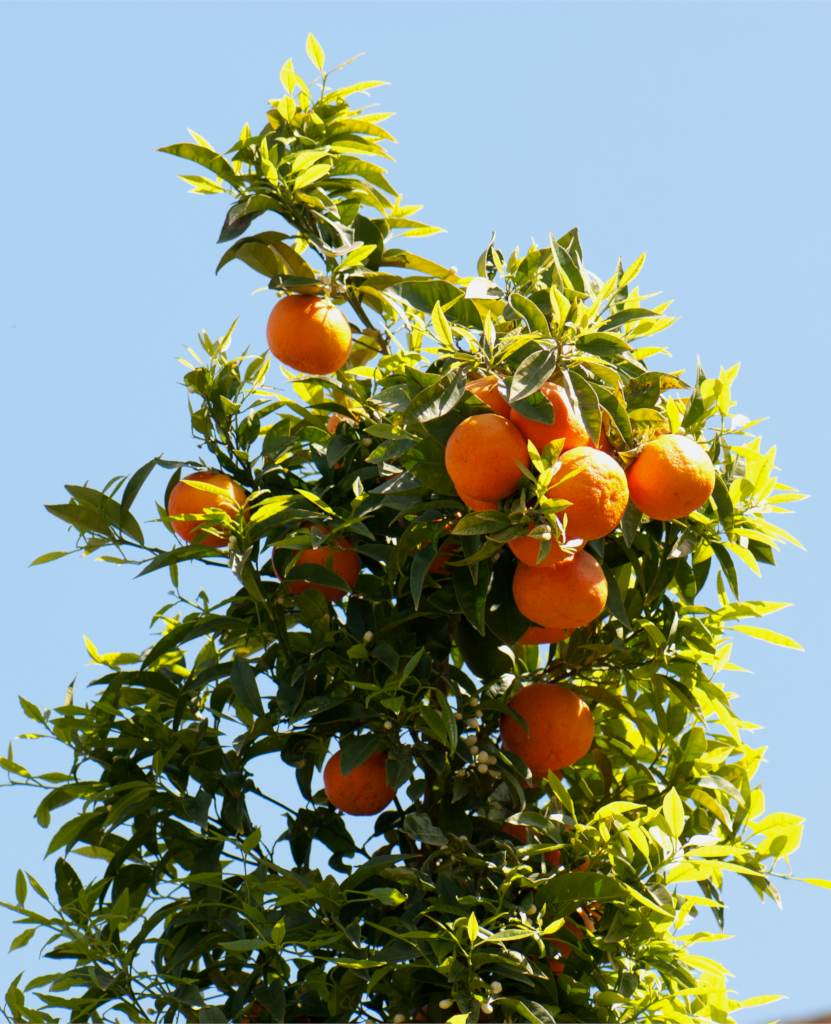 Detail Pictures Of Orange Trees Nomer 2
