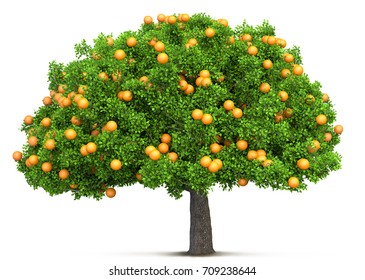 Detail Pictures Of Orange Trees Nomer 27