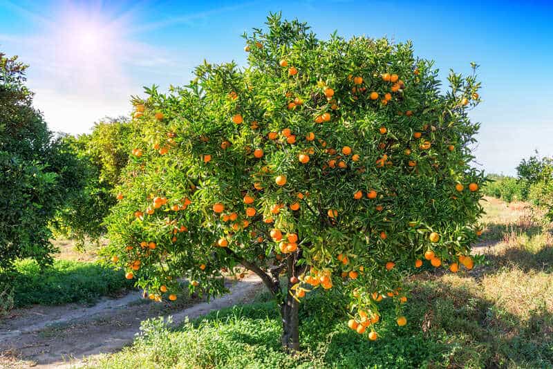 Detail Pictures Of Orange Trees Nomer 29