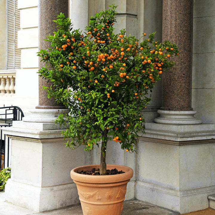 Download Pictures Of Orange Trees Nomer 31