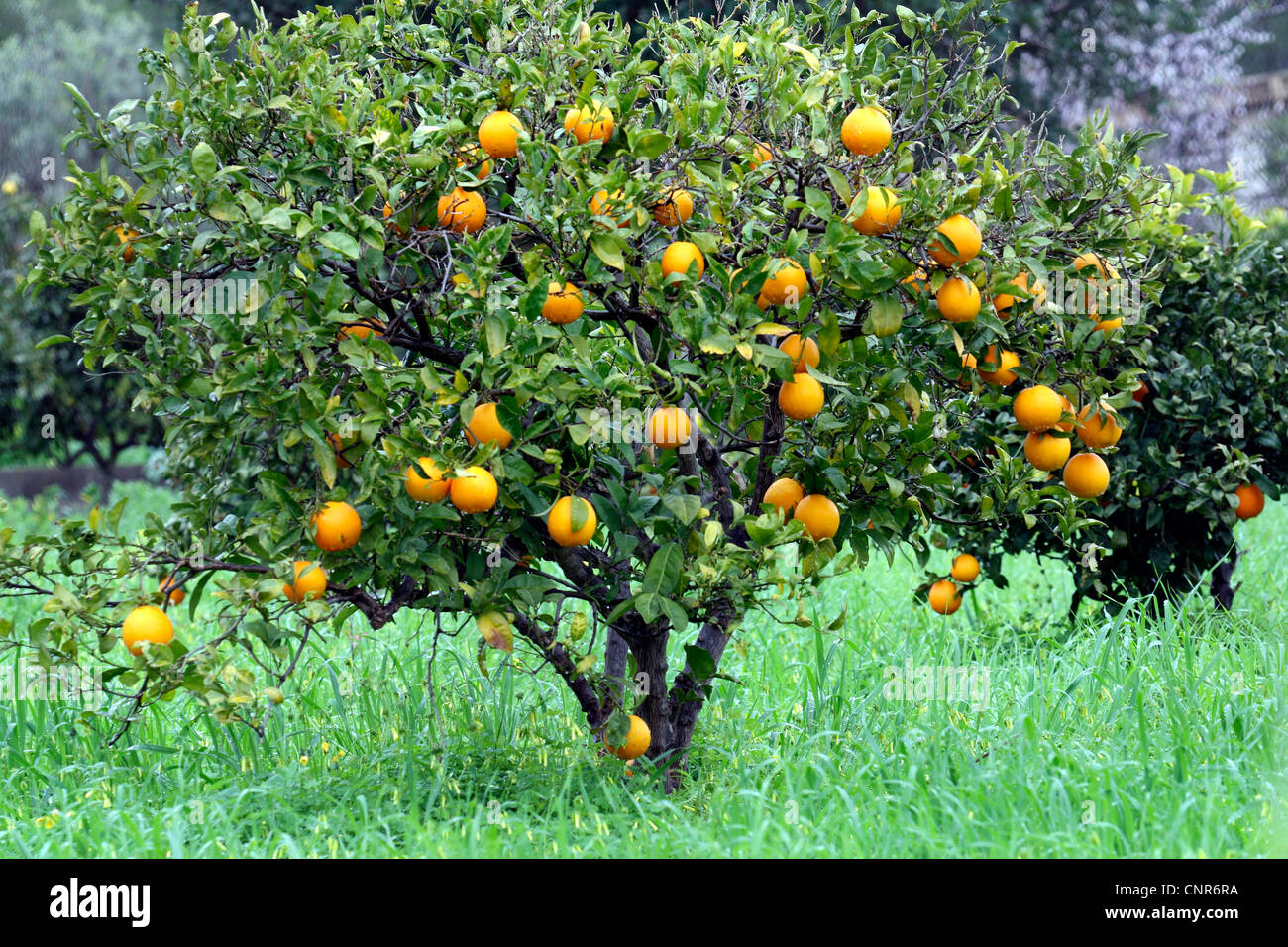 Detail Pictures Of Orange Trees Nomer 32