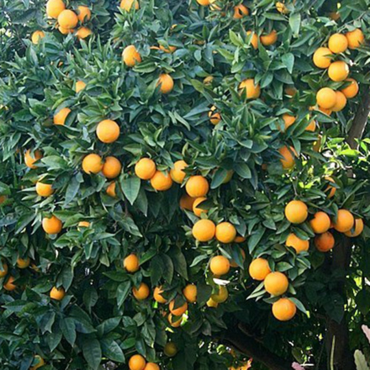 Detail Pictures Of Orange Trees Nomer 37