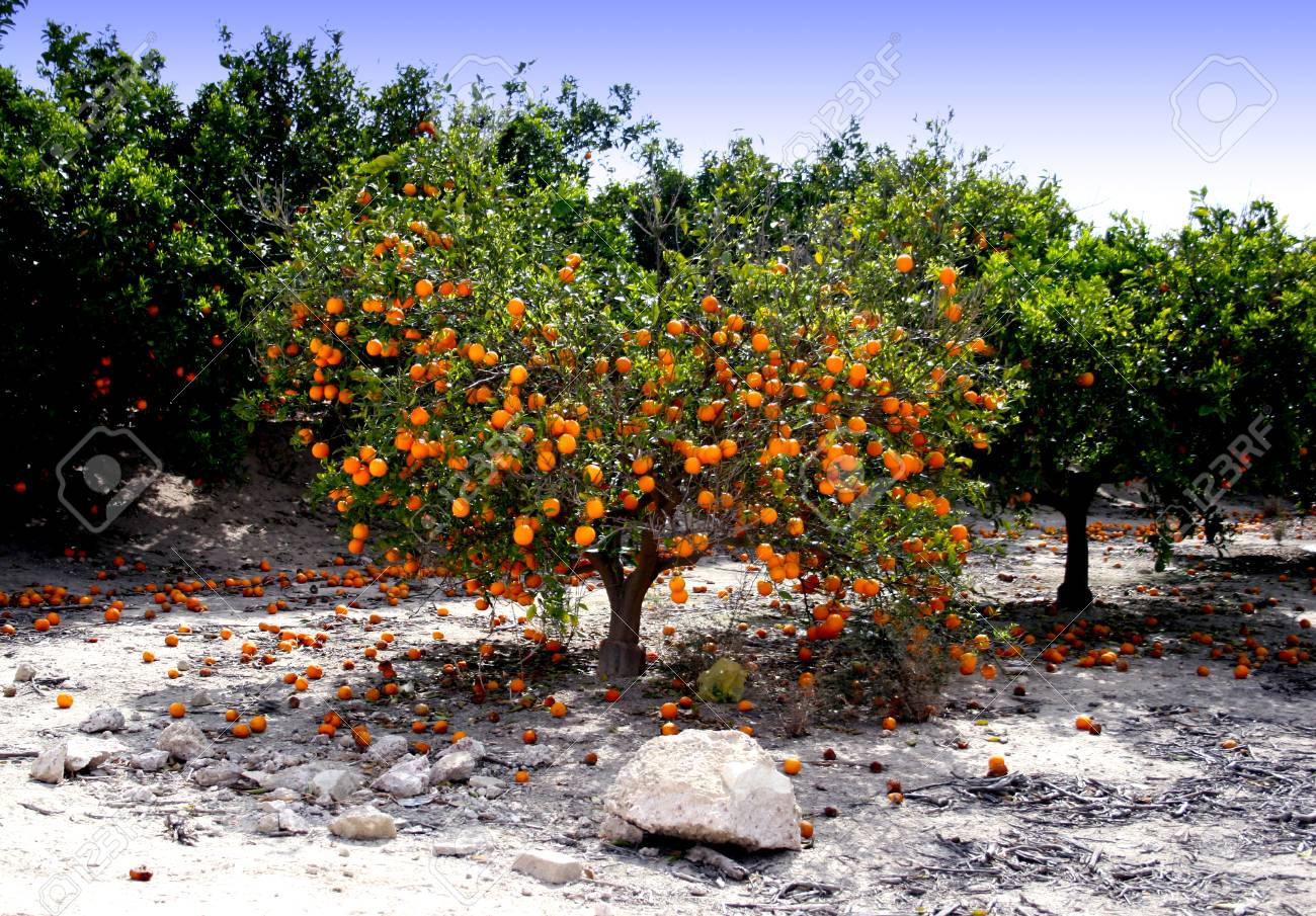 Detail Pictures Of Orange Trees Nomer 43