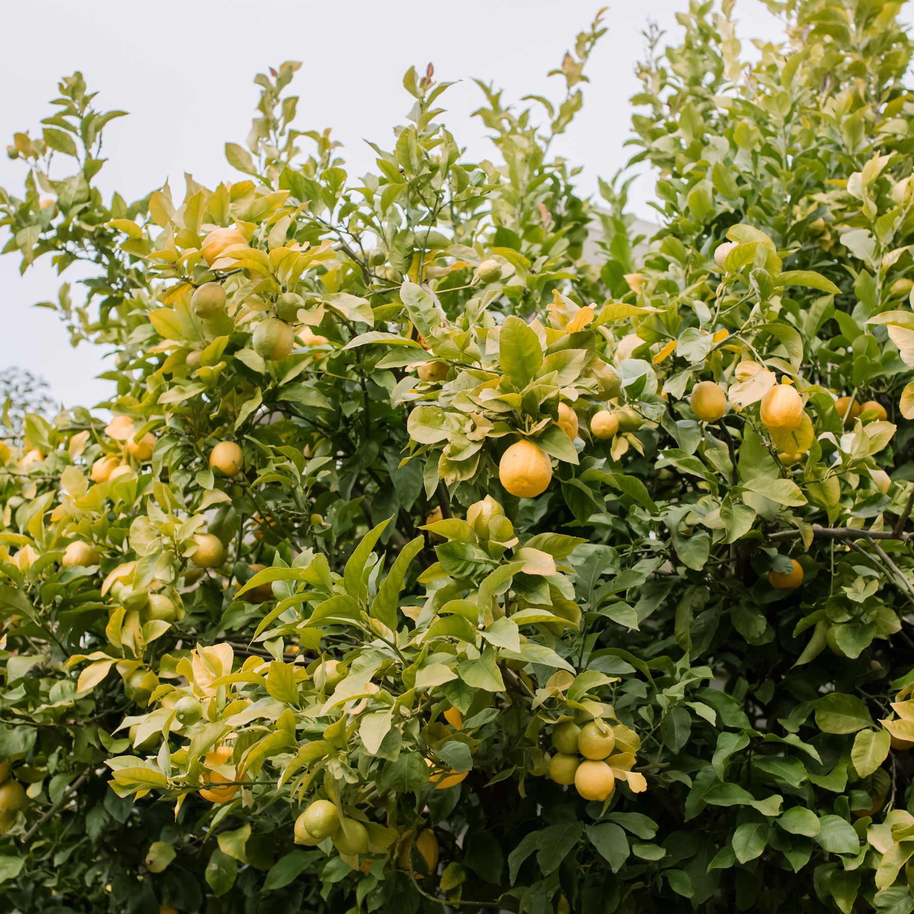 Detail Pictures Of Orange Trees Nomer 50