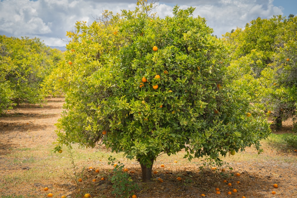 Detail Pictures Of Orange Trees Nomer 52